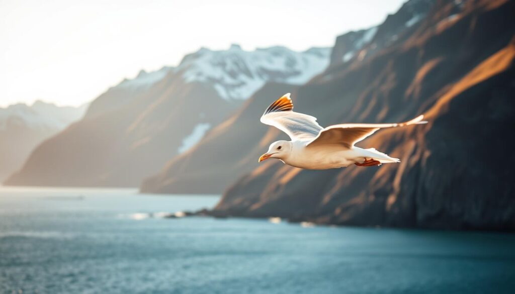 Seevogel in den Westfjorden