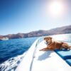 kreuzfahrt mit hund