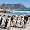Kapstadt Pinguine