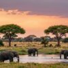 chobe nationalpark